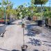 Ficus carica (Figovník jedlý) ´BROWN TURKEY´ - kont. C6L, výška 120-150 cm - NA KMIENKU (-20°C)